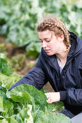 person tending cabbages at farm